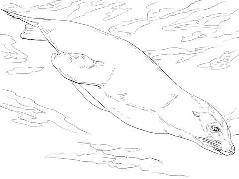 California Sea Lion Swimming Coloring Page